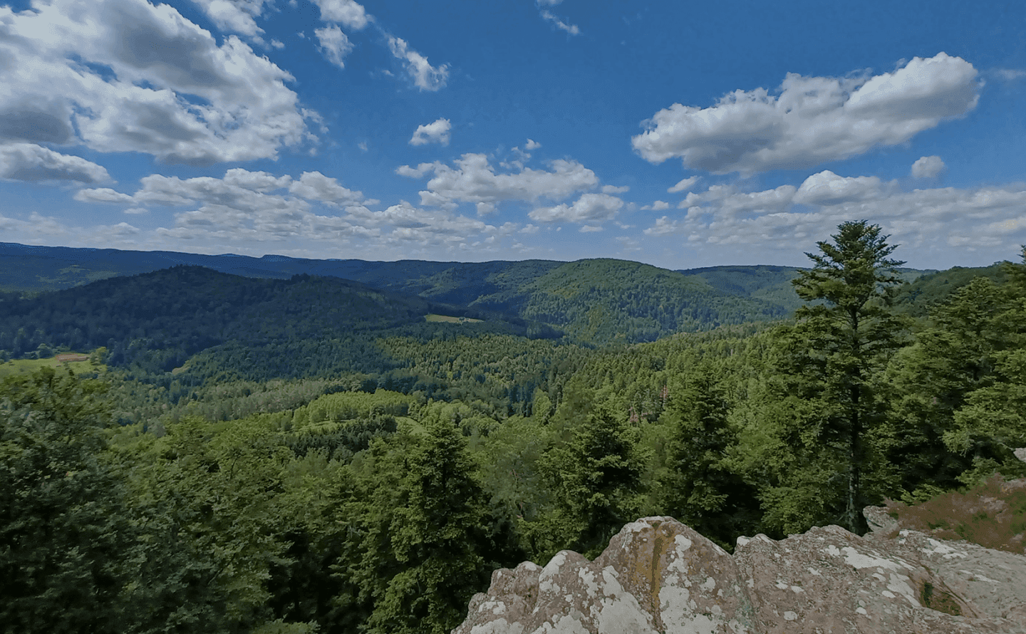 Forêt en Moselle