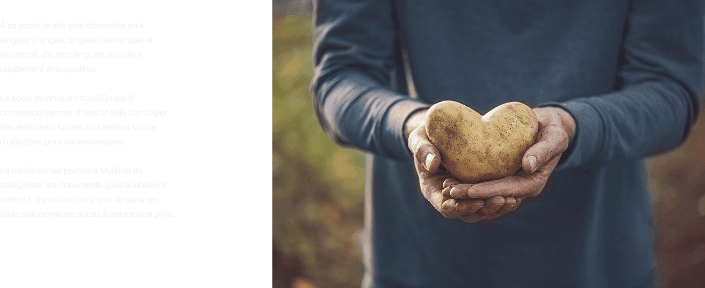 Pomme de terre mydibel