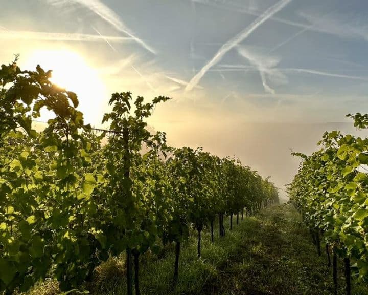 Vignes DomainesVinsMoselle / DomainesVinsMoselle vineyard